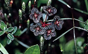 ヒマラヤの花と植物　エウフォルビア・ヒマラヤエンシス