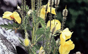 ヒマラヤの花と植物　メコノプシス・パニクラタ