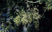 ヒマラヤの花と植物　夜香木
